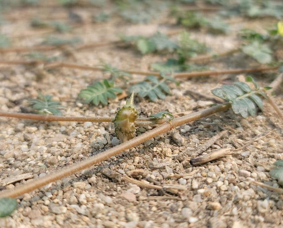 An Invasive Weed