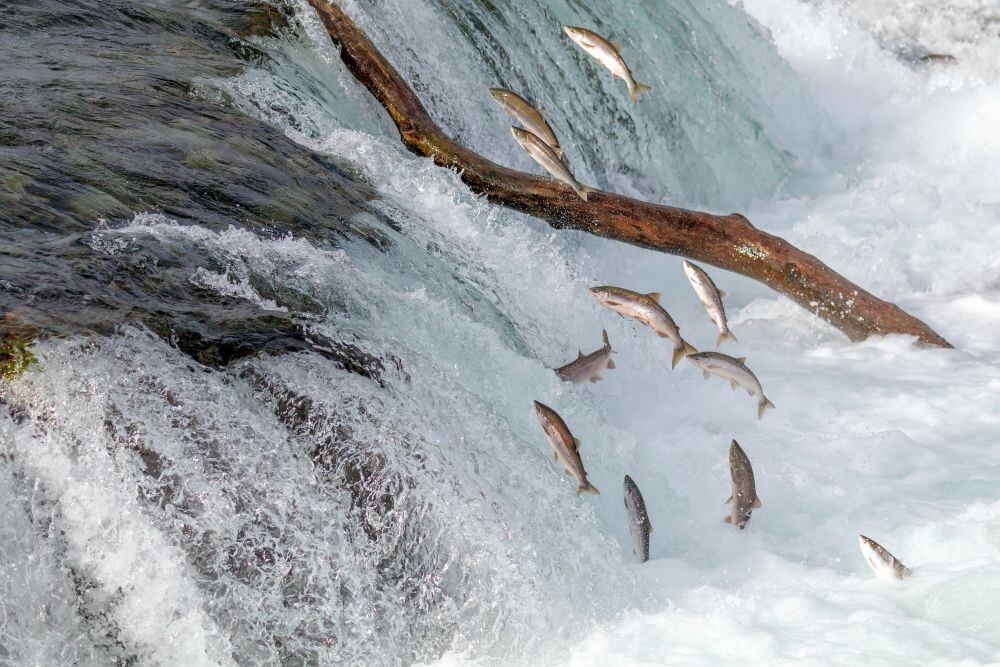 Salmon Riding – Going Against the Flow